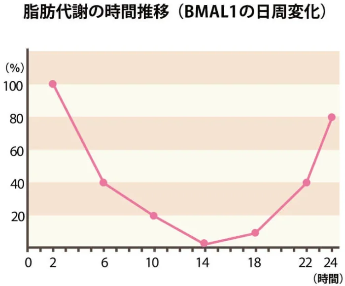 BMAL1の上昇値