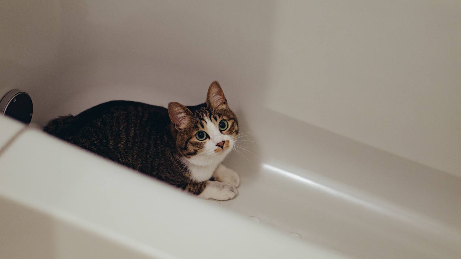 お風呂に猫が入っている画像