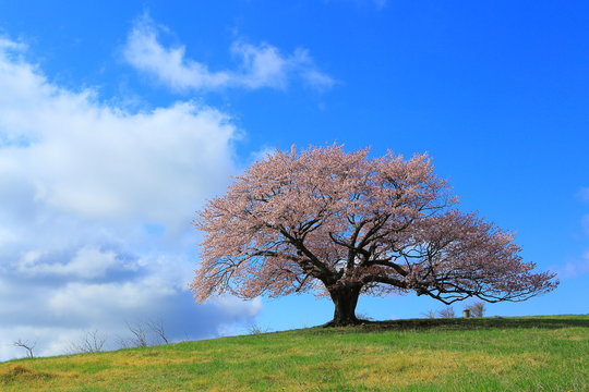 一本の桜