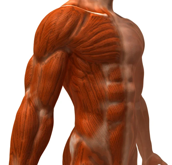 筋肉の画像