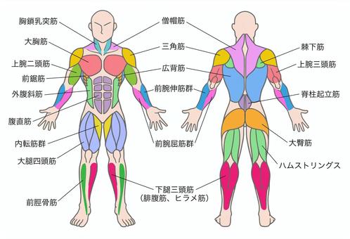 筋肉の名称